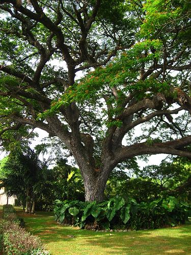Saman Tree